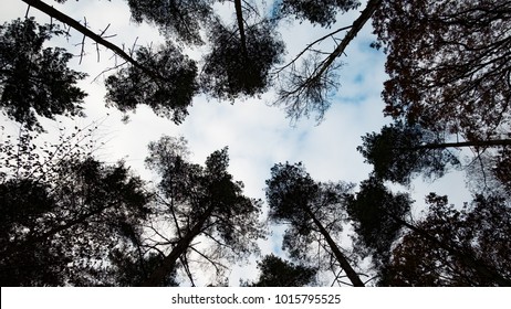 Looking up in a forest