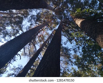looking up in the forest