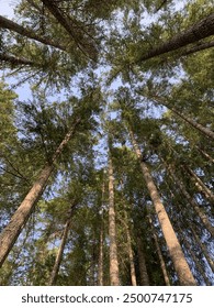 Looking up in the Forest