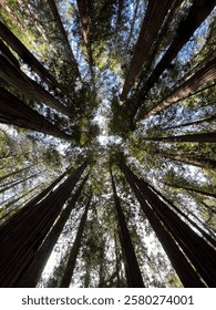 Looking up in a forest.
