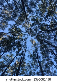 Looking up from the forest floor.