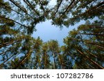 Looking up forest perspective