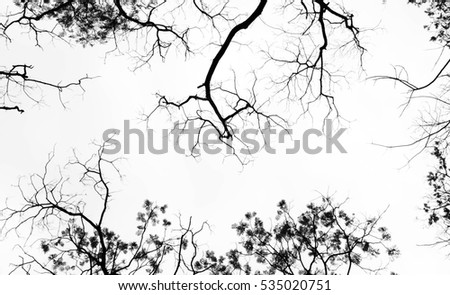 Similar – Image, Stock Photo A kingdom for a treetop