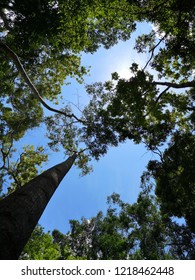 Looking up forest view