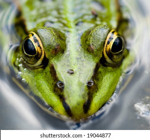 looking frog