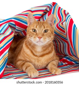 Looking ginger cat in a colorful cloth (1x1)