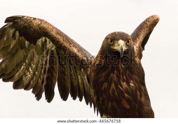 Looking Golden Eagle Adare Ireland Stock Photo Edit Now