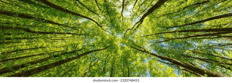 Looking up at the green tops of trees. Italy - Powered by Shutterstock