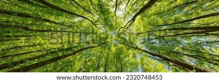 Looking up at the green tops of trees. Italy