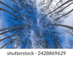 looking up at a group of tall trees, Looking up view of trees and blue sky, Trees reaching the blue sky, tree crowns in spring without leaves on deep blue sky 