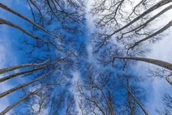 Looking Up At A Group Of Tall Trees, Looking Up View Of Trees And Blue Sky, Trees Reaching The Blue Sky, Tree Crowns In Spring Without Leaves On Deep Blue Sky 
