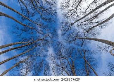 looking up at a group of tall trees, Looking up view of trees and blue sky, Trees reaching the blue sky, tree crowns in spring without leaves on deep blue sky 