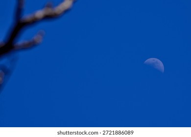 Looking up to the half moon with bare tree branch and blue sky background. Nature concept.
