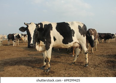 Looking for her baby. A milking mother is waiting for her baby. - Shutterstock ID 699299425