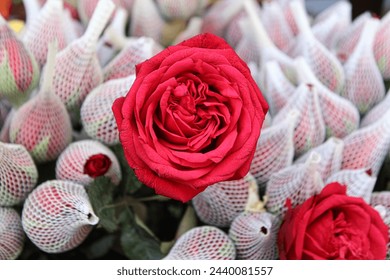 Looking for high-quality stock photos of red roses in a bucket? Explore our collection of stunning images for your project or design needs.