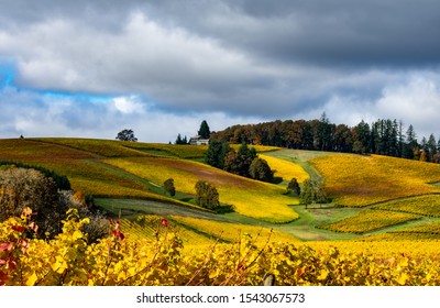 Looking up a hill covered with golden vines in October in an Oregon vineyard under a blue sky with gray clouds.