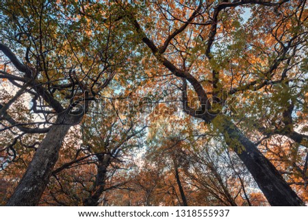 Looking up into autumnal oak tree branches againt blue sky background