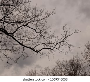 Looking up into bare trees with stormy dark sky