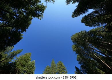 Looking Up Into The Blue Sky Through A Forest Of Redwood Trees