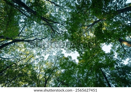 Looking up into a canopy of decidious trees in early fall before the leaves have changed.