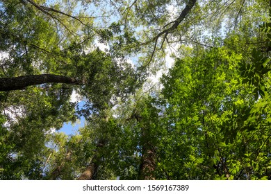 Looking up into the canopy of a deciduous forest