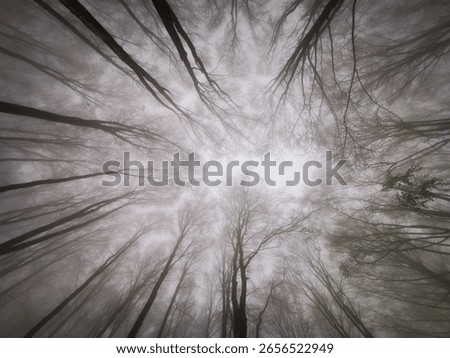 Looking up into the canopy of tall, leafless trees in a foggy winter forest. Captured during a snowy hike in the Bükk Mountains.