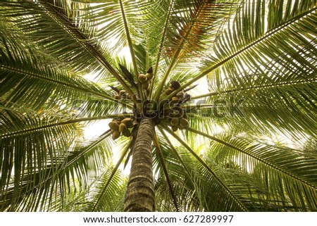 Looking up into a coconut palm tree with coconuts on a warm spring day in south Florida.
