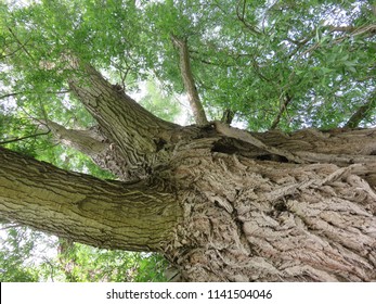 looking up into the crown of a mature specimen or veteran  Salix alba or white willow which is a native tree in England showing deep fissured bark and surrounding green leaves