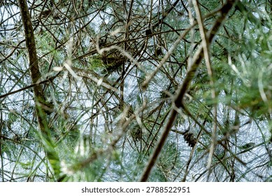 Looking up into the dense branches of a pine tree with pine cones