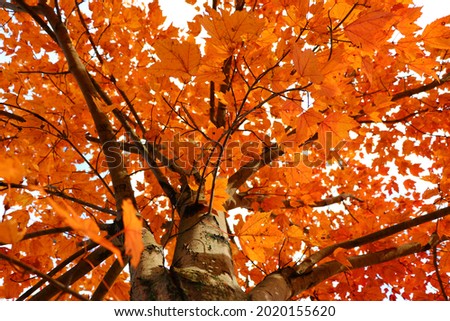 looking up into fall tree along brown trunk yellow red colorful bright leaves vivid colored New England Fall foliage in leaf leaves colorful chilly fun fall festival for relaxing fall events