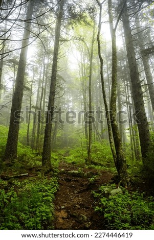 Looking Up Into The Foggy Sky And Forest Along Balsam Mountain Trail in Great Smoky Mountains National Park