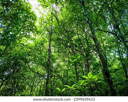 Looking up into the Forest mangrove, Path among the trees in the forest.kepri coral island, Indonesia