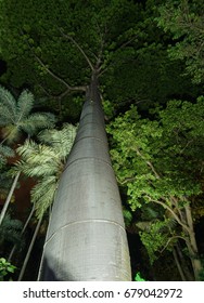 Looking Up into a Giant Tree