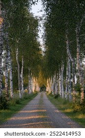 Looking into a lane lined by silverbirch trees