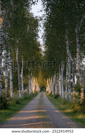 Looking into a lane lined by silverbirch trees