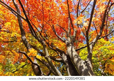 Looking up into maple trees in full fall foliage.  Bright sunny day.