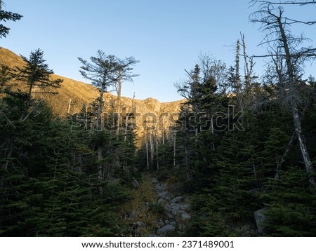 Looking up into the mountain valley from the forest. The bright golden hour mountainside and cliff is illuminated by the morning sun in the White Mountains of New Hampshire. Huntington Ravine NH.