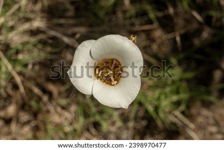 Looking into Open Sego Lily Flower in Zion National Park