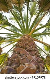 Looking up into a palm tree