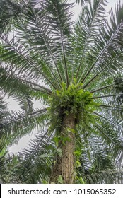Looking up into a palm tree in Costa Rica
