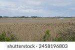 Looking into the Parker River Wildlife Refuge from the road into Sandy Point State Park. Located at the end of Plum Island  Sandy Point Park is contiguous with the Parker River Wildlife Refuge