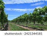 Looking into rows of lush grapevines growing in a vineyard with a blue sky and whispy clouds on the North Fork of Long Island, NY