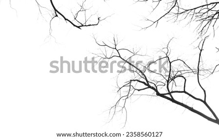 Looking up into sky from below at the canopy of creepy black branches and twigs on an old tree with no leaves. White background. 