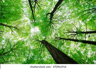 Looking Up Into Tall Beech Trees In Natural Forest