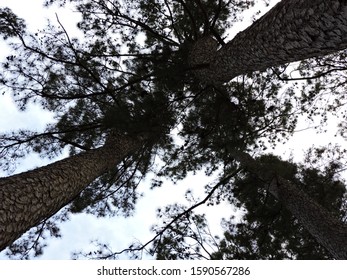 Looking up into tall pine trees.