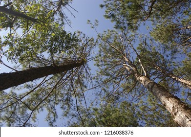 Looking up into the tops of pine trees in a forest in North Eastern Thailand