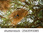 Looking up into a tree with Superb Starlings and messy dried grass nests in the in the Maasai Mara National Reserve, African wildlife on adventure safari game drive in Kenya
