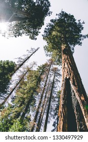 Looking up into the trees