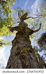 Looking Up A Large Mossy Tree Trunk To Canopy Against Blue Sky In A Chilean Park