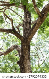 Looking up at a large tree trunk and thick branches with green leaves